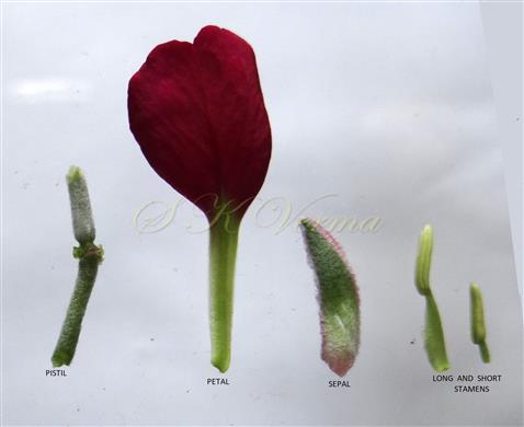  Flower parts